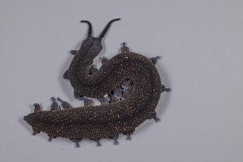 Media type: image;   Invertebrate Zoology 168055 Description: Digital photograph of specimen in life.;